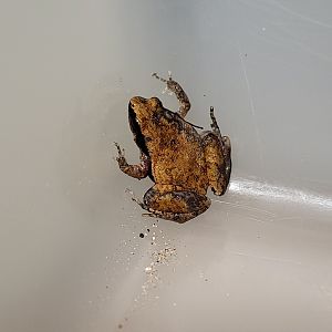 Frog ID