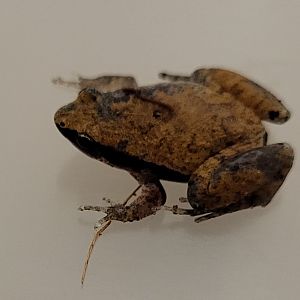 Frog ID