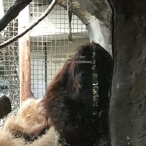 Sumatran Orangutan 8/3/19
