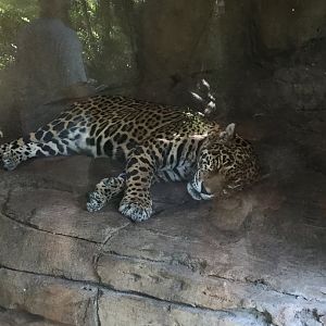 Jaguar Nayla 8/3/19