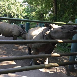 Indian Rhinoceroses 8/3/19