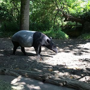 Tapir 8/3/19