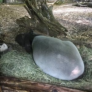 Tapir 8/3/19