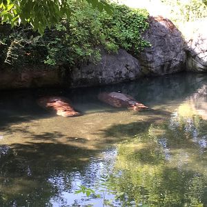 Nile Hippos Guadalupe and Water Lily 8/3/19