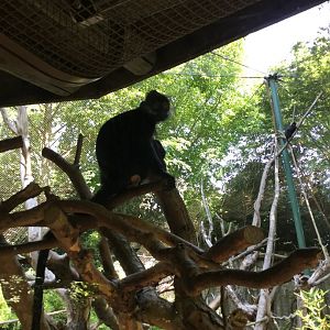 Francois Langur 8/3/19