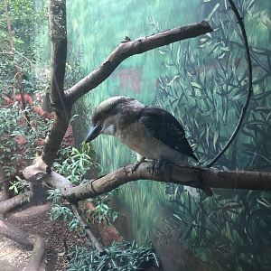 Laughing Kookaburra 8/3/19