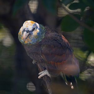 Saint Vincent Amazon