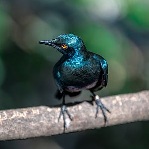 Glossy Starling