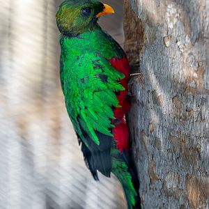 Golden Headed Quetzal