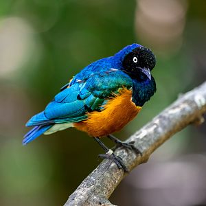Superb Starling