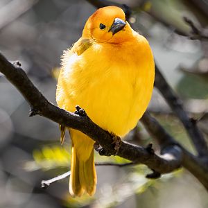 Taveta Golden Weaver
