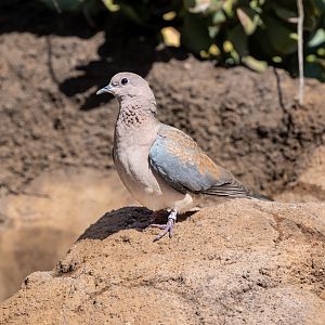 Senegalese Laughing Dove