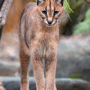 Caracal