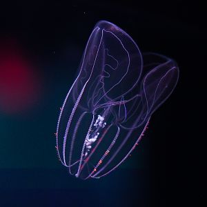 Bolinopsis Comb Jelly // Into the Deep