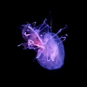 Phyllosoma (Lobster Larvae) riding Mauve Stinger // Into the Deep