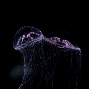 Purple Lipped Jellies // Into the Deep