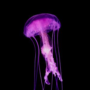 Mauve Stinger // Into the Deep