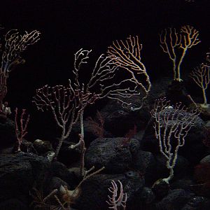 Deep-Sea Coral Reef // Into the Deep