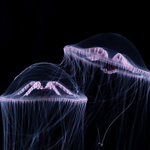 Purple Lipped Jellies // Into the Deep