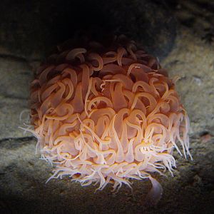 Pom Pom Anemone // Into the Deep