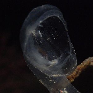 Predatory Tunicate // Into the Deep