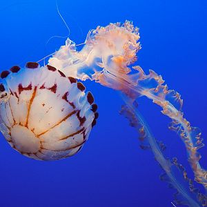 Purple Striped Jelly // Drifters Gallery