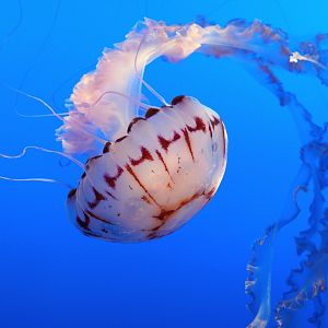 Purple Striped Jelly // Drifters Gallery