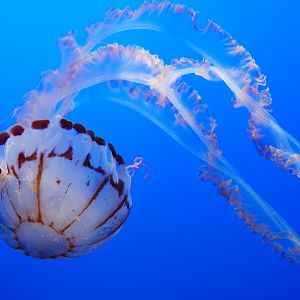 Purple Striped Jelly // Drifters Gallery