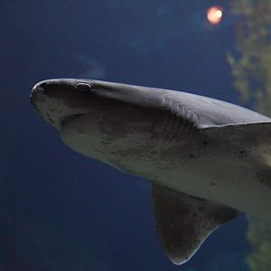 Broad Nose Seven Gill Shark // Monterey Habitats