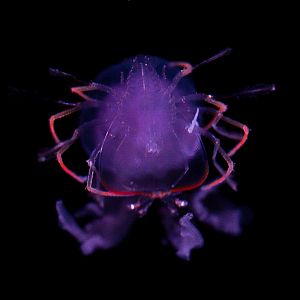 Lobster Larvae (Phyllosoma) riding Mauve Stinger // Into the Deep