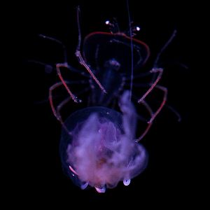 Lobster Larvae (Phyllosoma) riding Mauve Stinger // Into the Deep