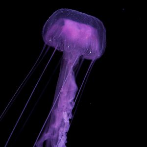 Mauve Stinger // Into the Deep