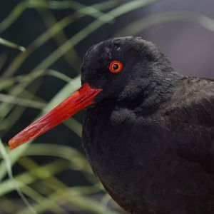 Black Oyster Catcher // Sandy Shores Aviary