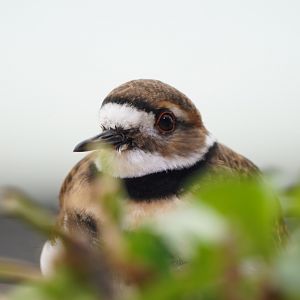 Killdeer // Sandy Shores Aviary