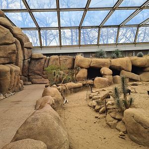 Desert - First area and Collared peccary enclosure