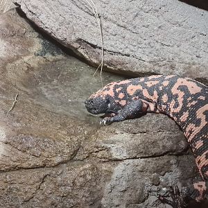 Desert - Drinking Gila monster