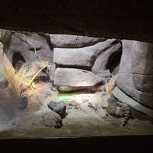 Desert - Gila monster enclosure