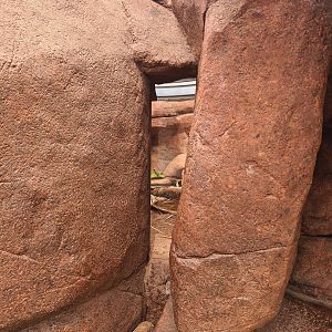 Desert - Secret viewing window into Bobcat enclosure