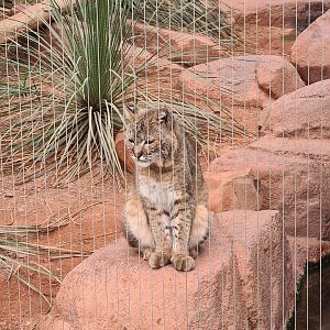 Desert - Bobcat