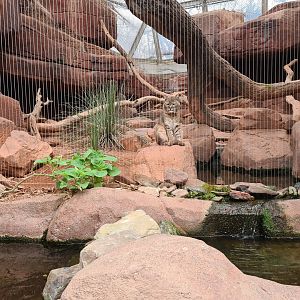 Desert - Bobcat enclosure