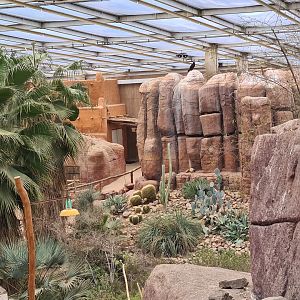 Desert - Main mesa and Turkey vulture