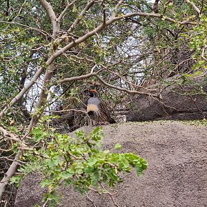 Desert - Gambel's quail