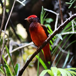 Guianan Red Cotinga (Phoenicircus carnifex)