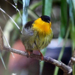 Golden-collared Manakin (Manacus vitellinus)