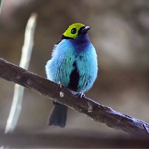 Paradise Tanager (Tangara chilensis)