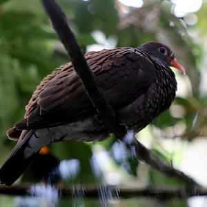 Scaled Pigeon (Patagioenas speciosa)