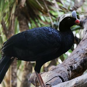 Helmeted Curassow