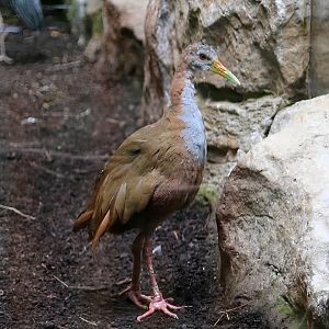 Giant Wood Rail, May 2018