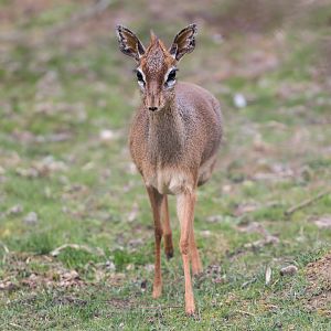 Kirk's dik-dik (f)/ Hamerton / 27-3-23
