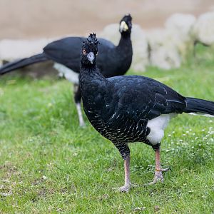 Daubenton's Curasow/ Hamerton / 27-3-23